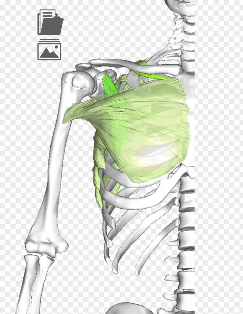 Skeleton Drawing Bone PNG