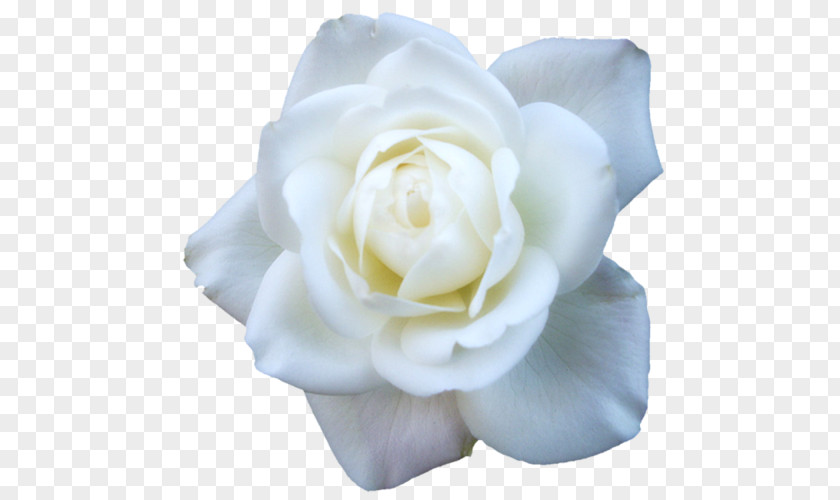 Flower Garden Roses Cabbage Rose Floribunda White PNG