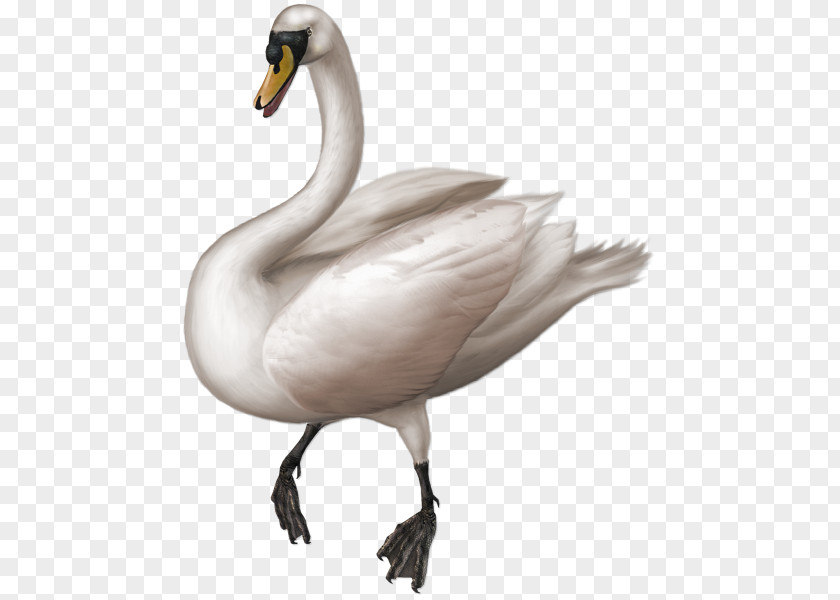 Goose Duck Mute Swan Cygnini Clip Art PNG