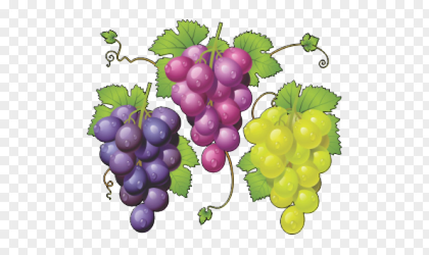 Grape Common Vine Zante Currant Vector Graphics Juice PNG