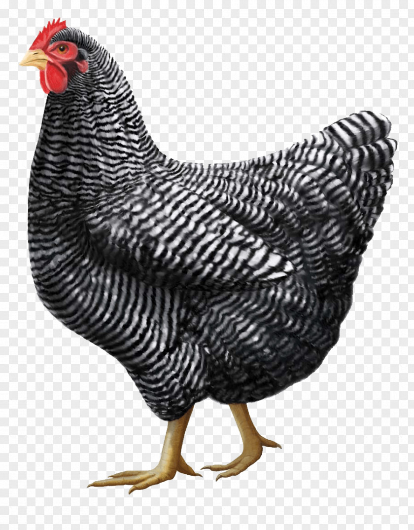 Gray Chicken Image Plymouth Rock Rhode Island Red Jersey Giant Orpington Cochin PNG