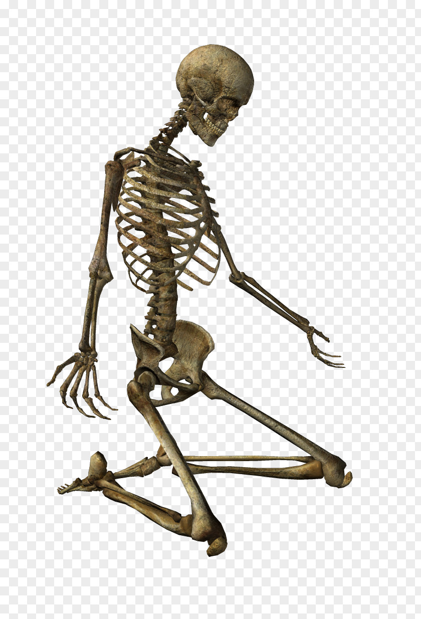 Human Bones Skeleton Clip Art PNG