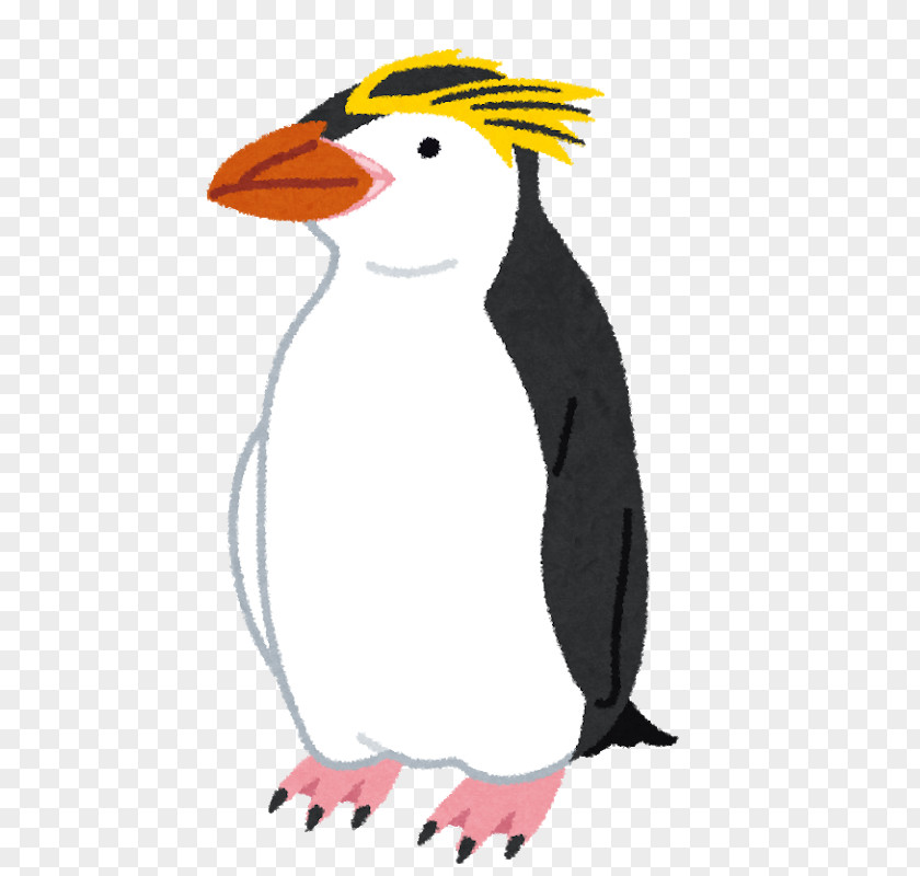 Penguin Adélie Gentoo Southern Rockhopper Otaru Aquarium PNG