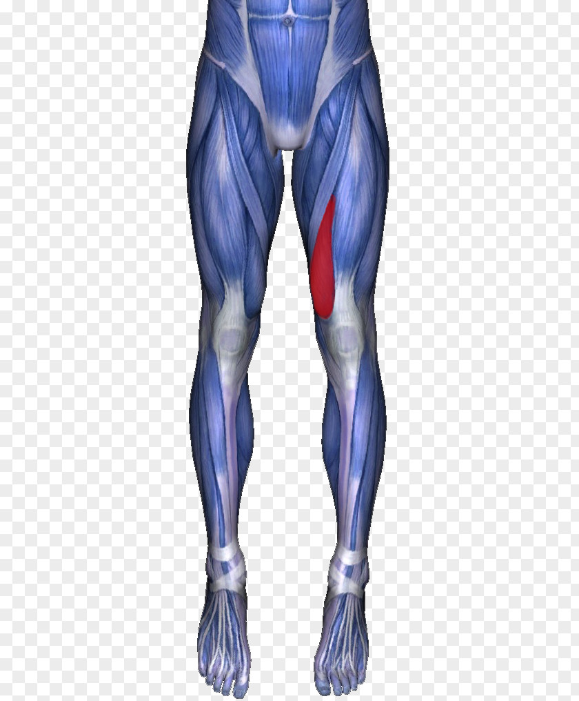Skeletal Muscle Adductor Longus Muscles Of The Hip Magnus Gracilis Ache PNG