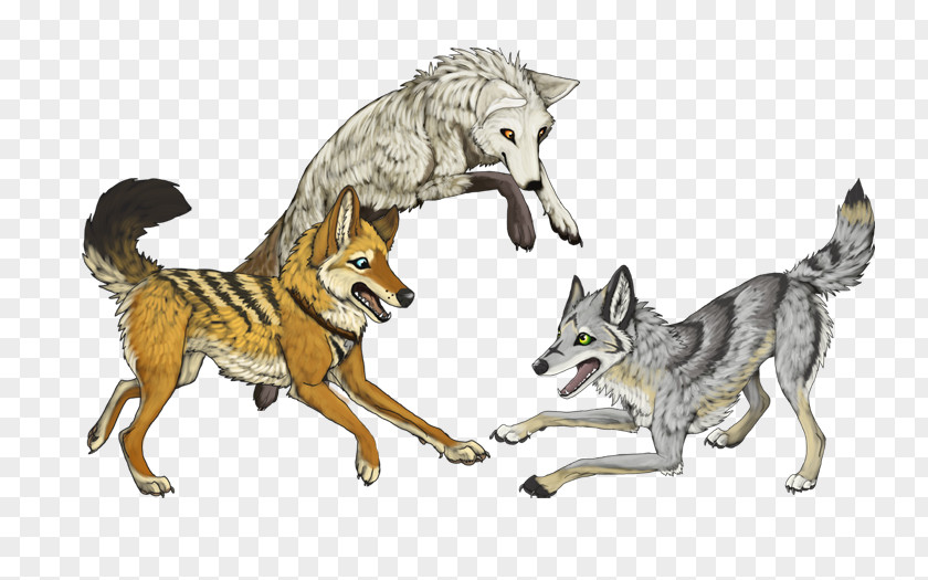 Dog Coyote Wolfdog Gray Wolf Canidae PNG