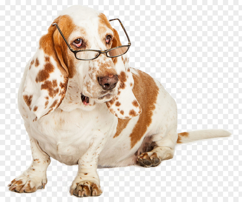 Puppy Basset Hound Hunting Dog Stock Photography PNG