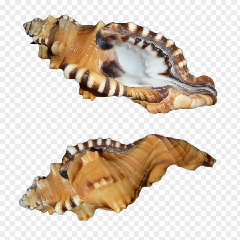 Shankha Jaw Conch Shell Sea Snail Bivalve PNG