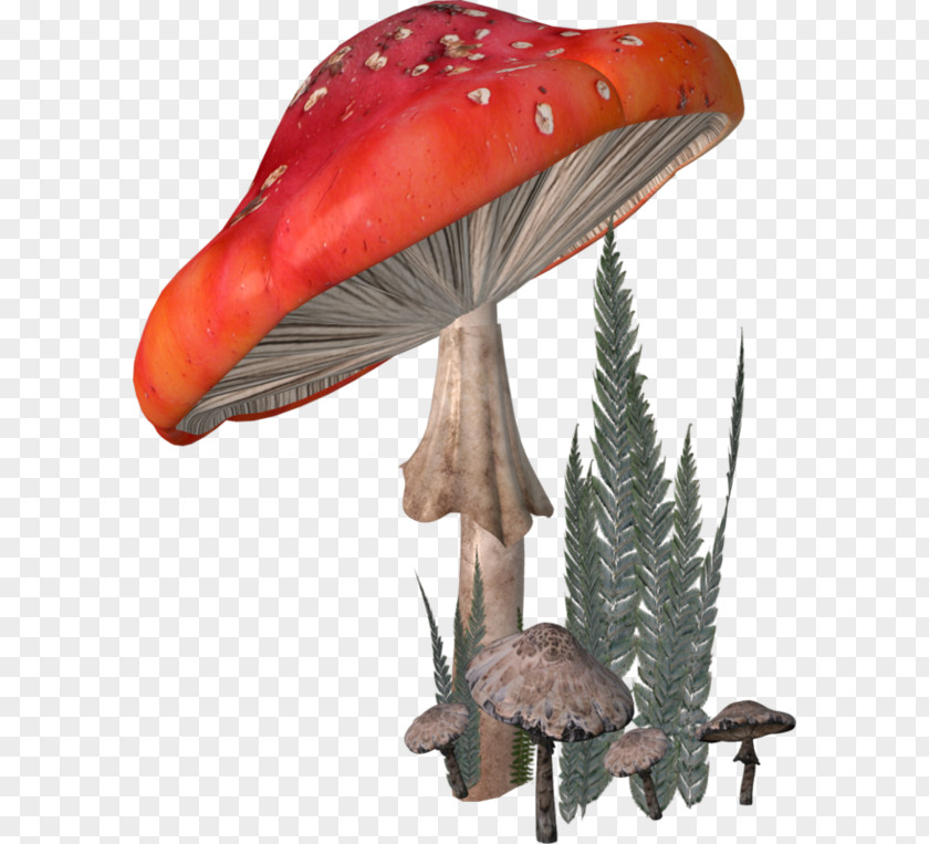 Fungus Agaricaceae Amanita Clip Art PNG