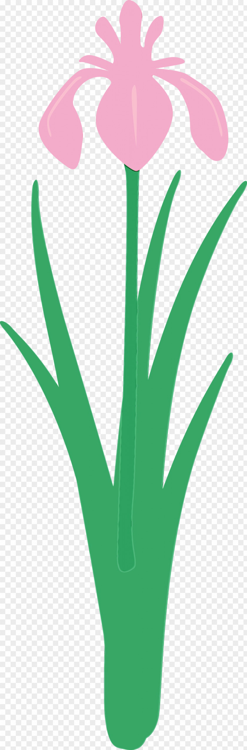 Green Leaf Grass Family Plant PNG