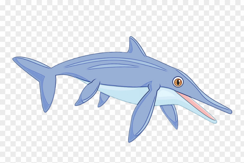 Marine Biology Shark PNG