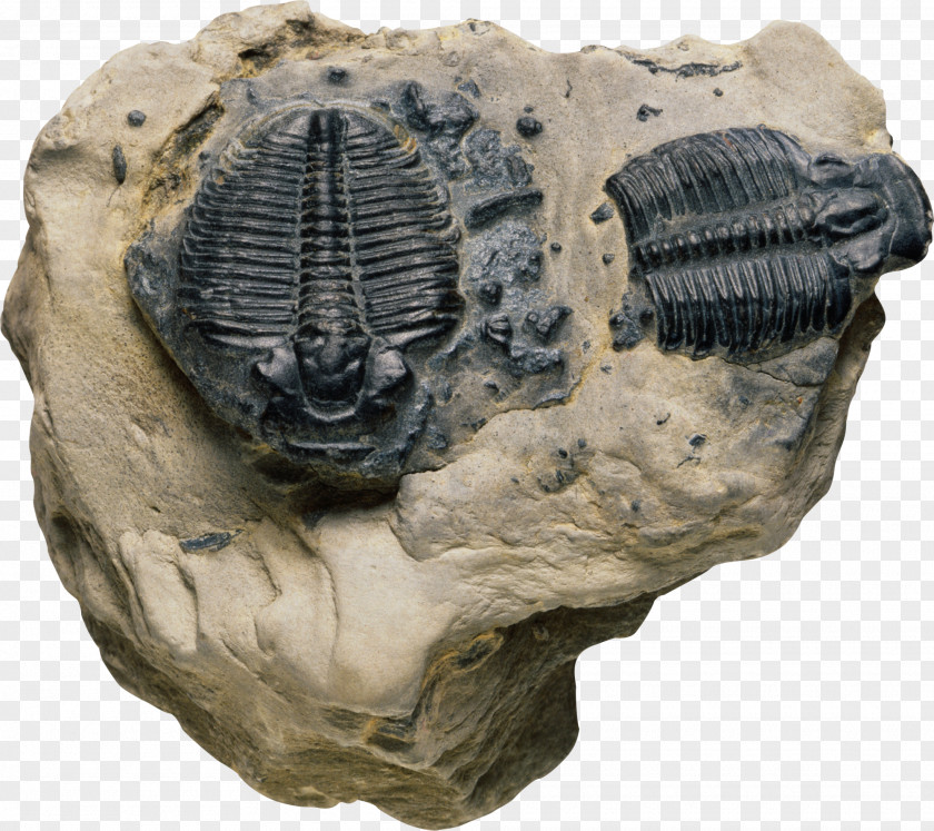 Powerless Index Fossil Trilobite Rock Biology PNG