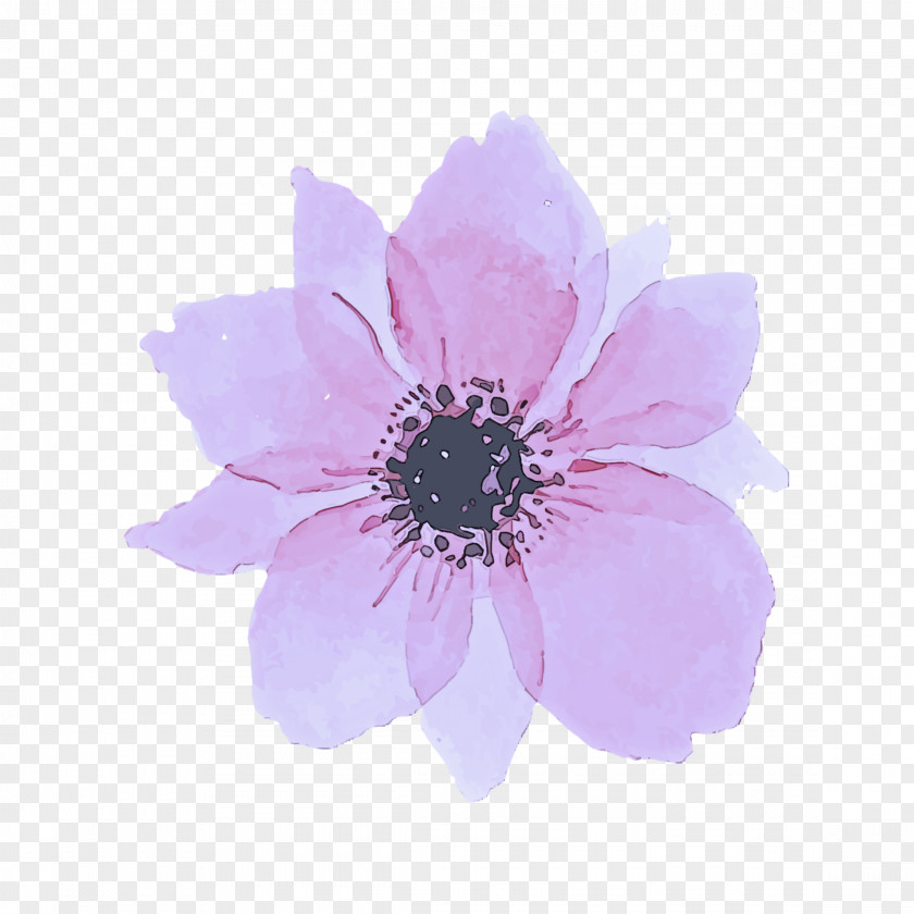Wildflower African Daisy Petal Flower Violet Plant Pink PNG