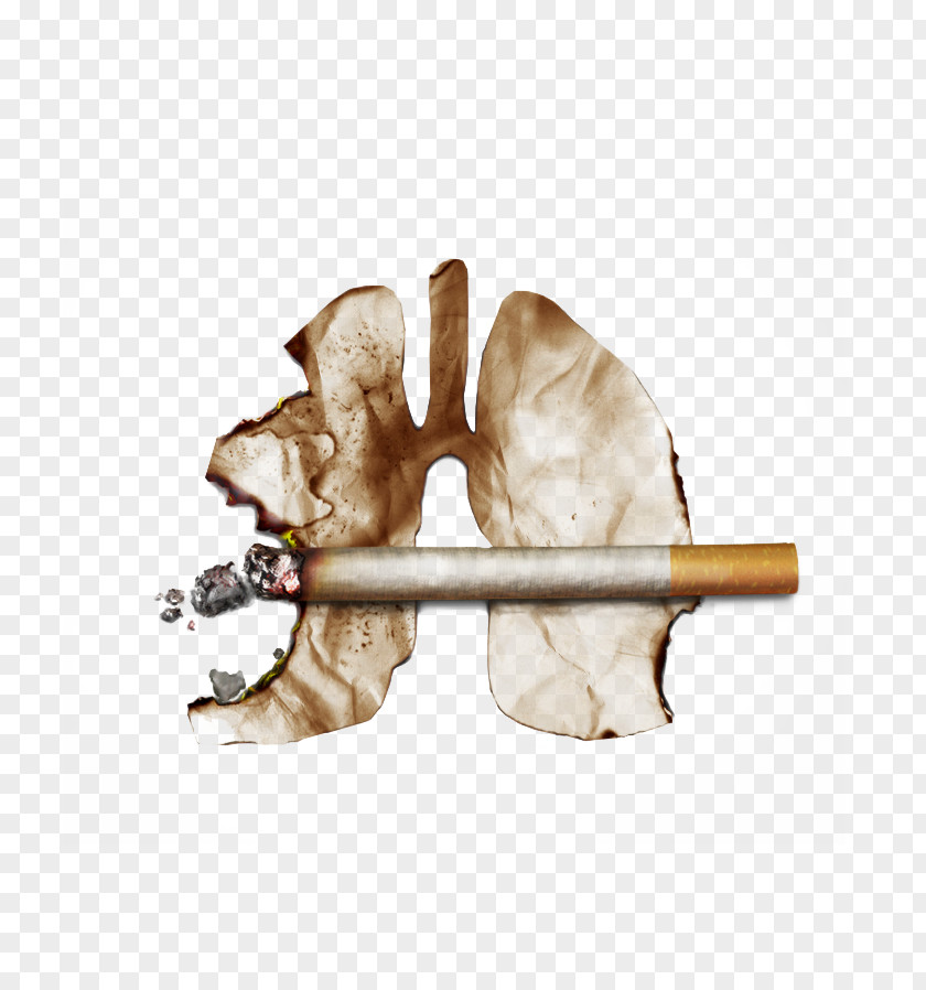 Cherish Life Smoking Ban Fatty Liver Function Tests PNG