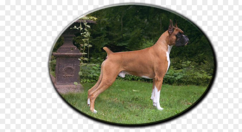 English Bulldog Boxer French Dog Breed Puppy PNG
