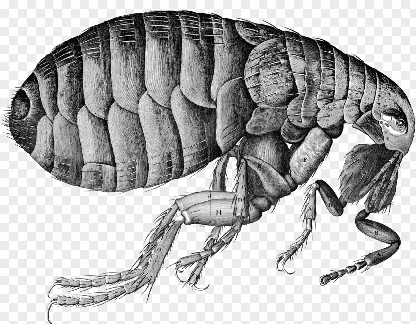Flea Arizona Black Death Bubonic Plague PNG