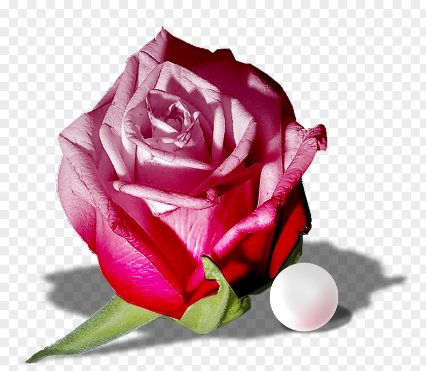 Garden Roses Pink Image Green PNG