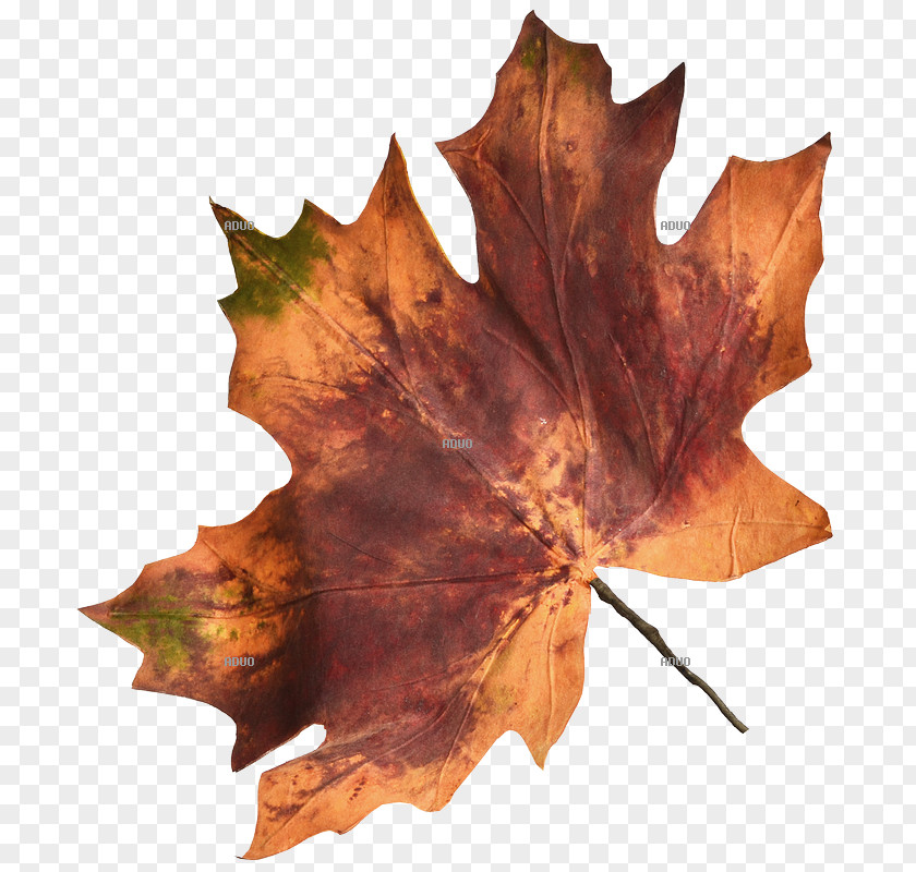 Leaf Autumn Color Maple PNG