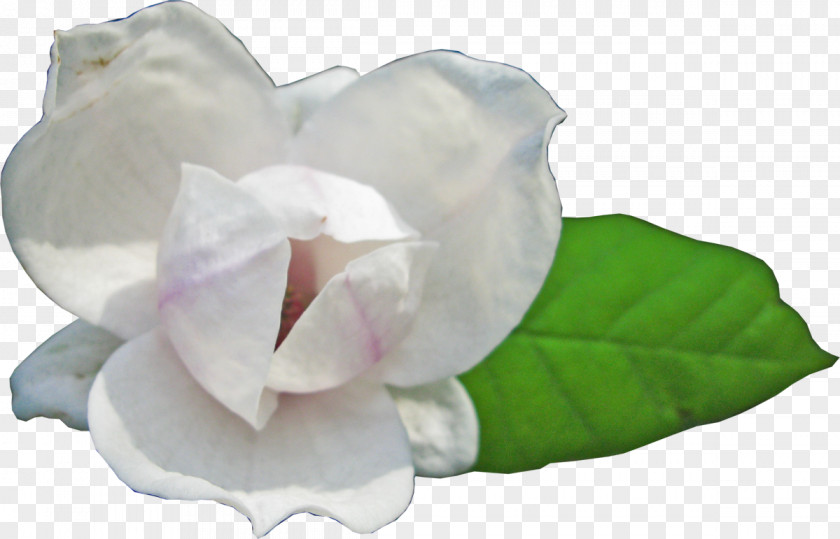 Magnolia Download Flower 23 PNG