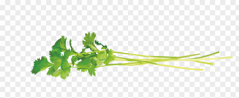 Vector Coriander Leaves PNG