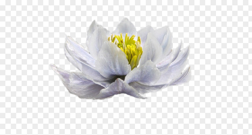 White Snow Lotus Blue Color Woman PNG
