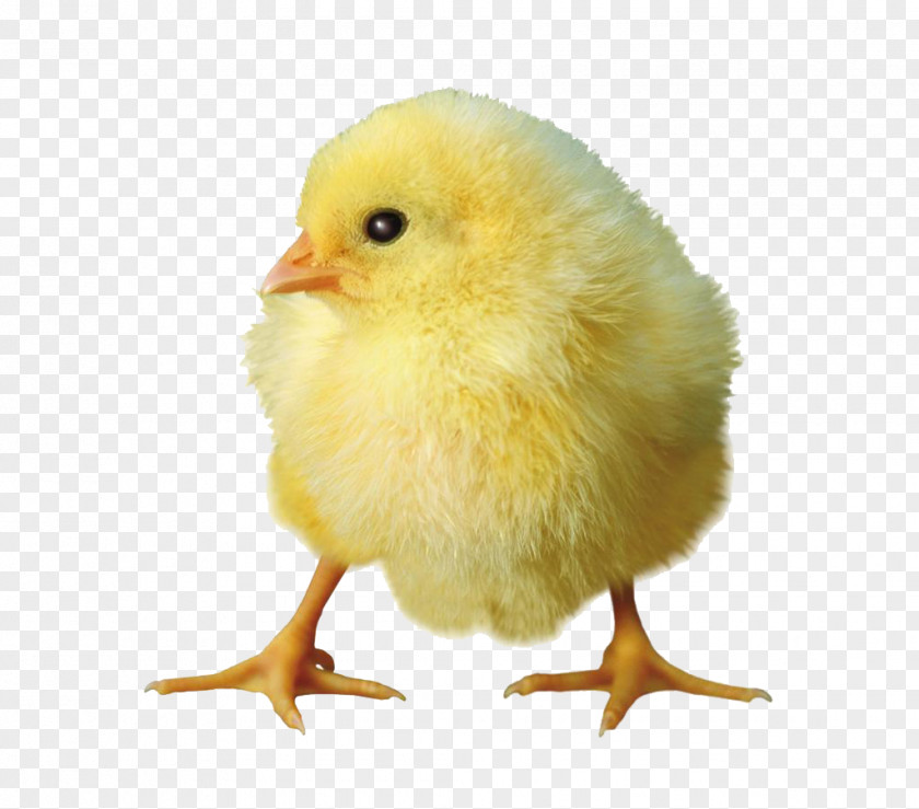 Yellow Chick Chicken PNG