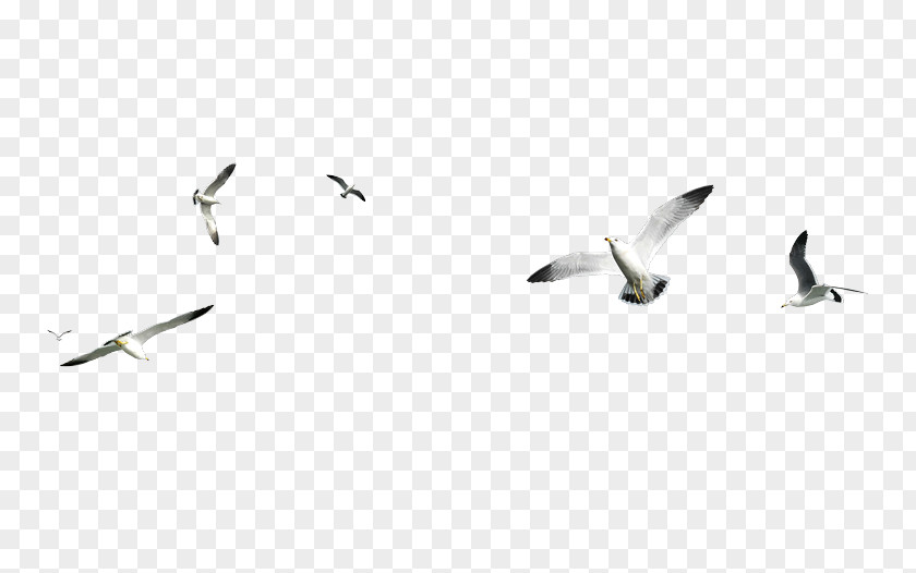 Bird Gulls PhotoScape Clip Art PNG
