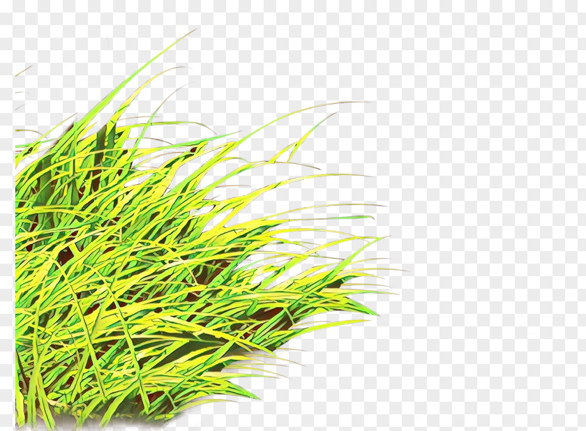 Herb Chrysopogon Zizanioides Grass Plant Family Terrestrial Sweet PNG