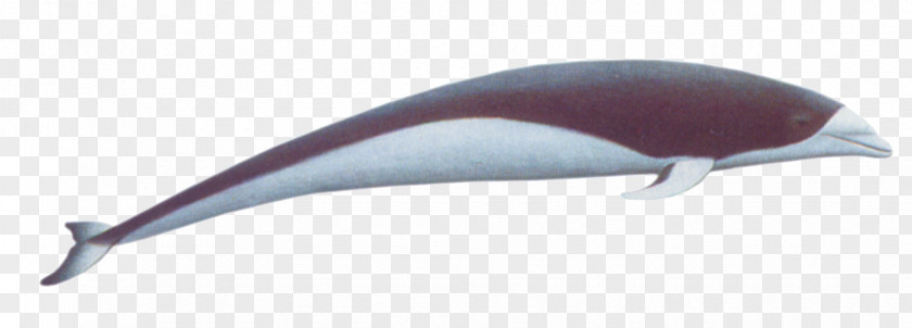 Whale Southern Right Dolphin Porpoise Northern North Atlantic PNG