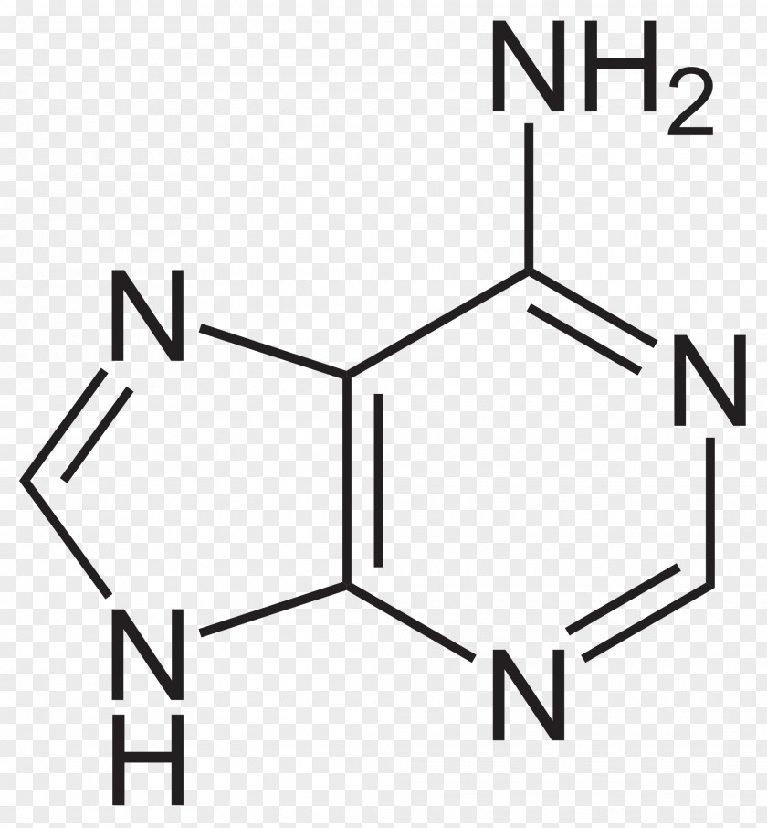 Adenine Nitrogenous Base Purine Nucleobase Guanine PNG base Guanine, rhum clipart PNG