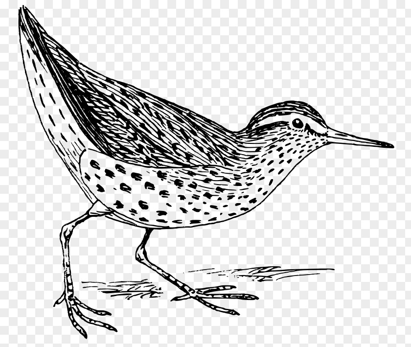 Bird Sandpiper Drawing Art Clip PNG