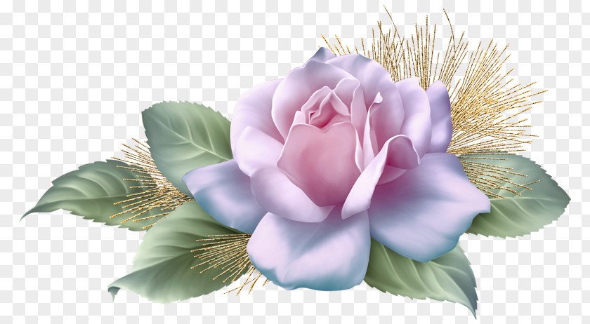 Centifolia Roses Clip Art PNG