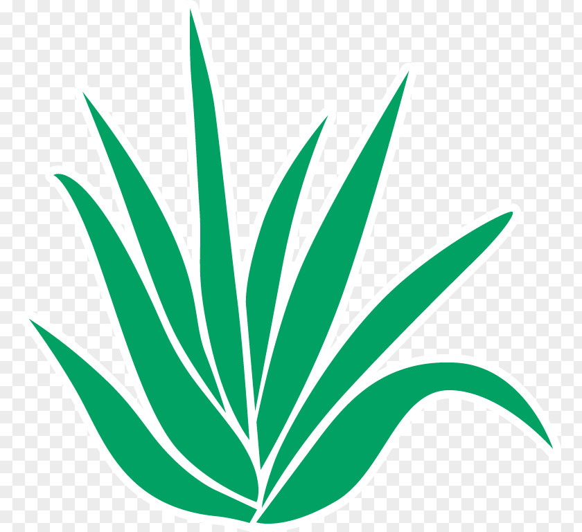 Plant Aloe Vera Pain Gel Menthol Clip Art PNG