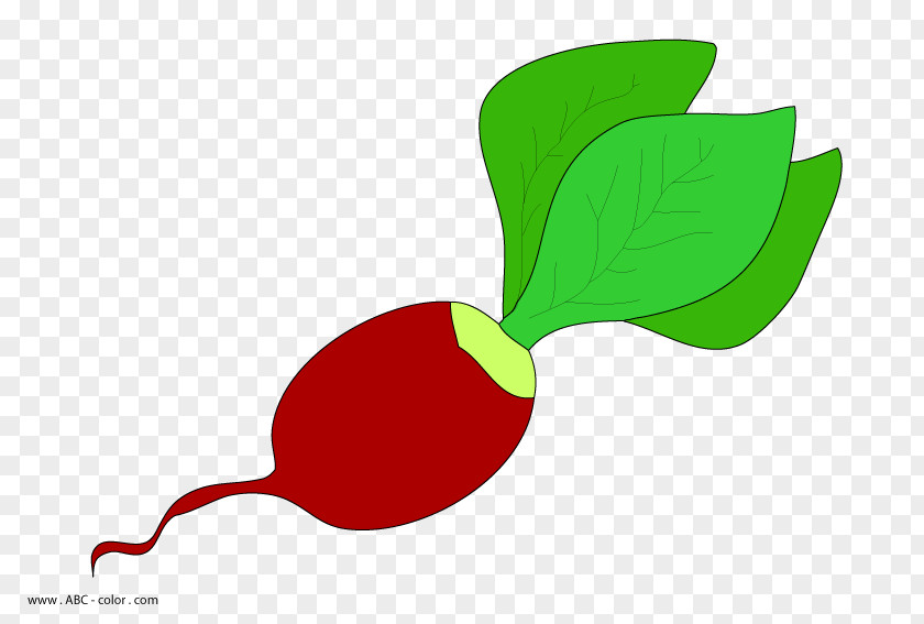 Vegetable Garden Radish Drawing Raster Graphics Clip Art PNG