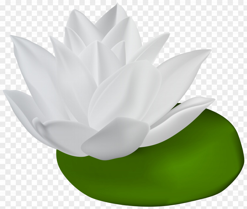White Water Lily Transparent Clip Art Image Lilies PNG