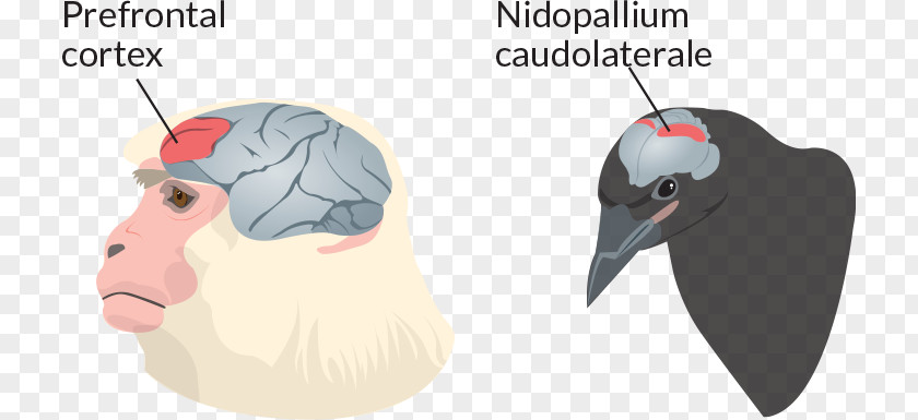 Brain Math Primate Bird Nidopallium Animal PNG