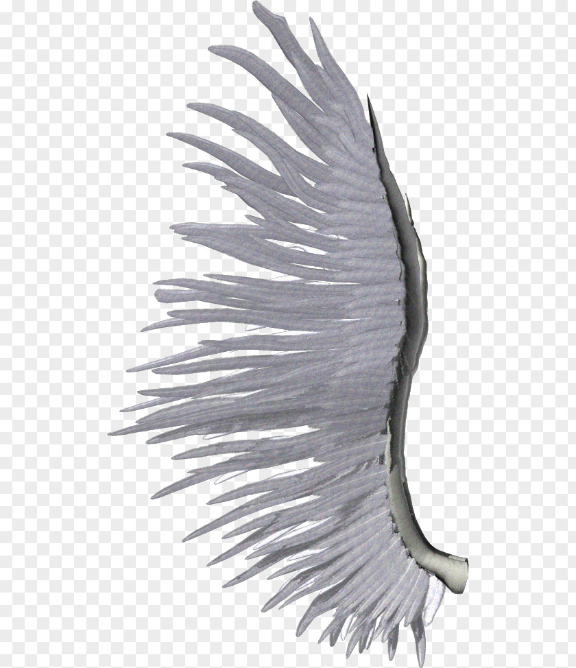 During The Day So That Wings Wing White Clip Art PNG