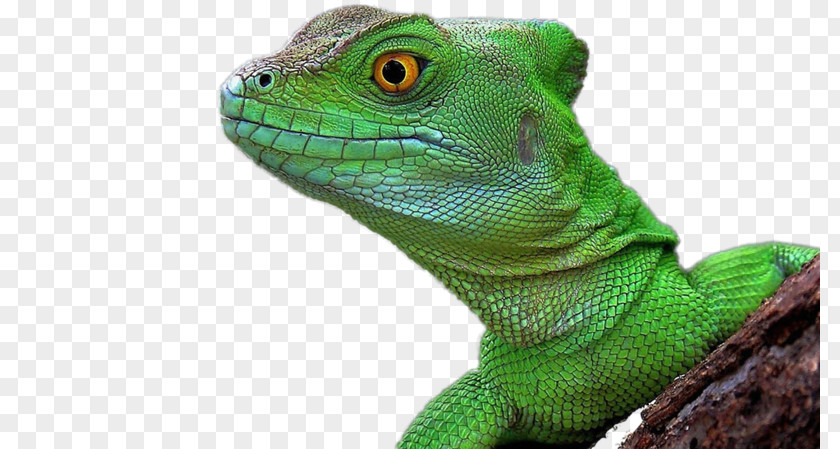Lizard Reptile Chameleons Common Iguanas Desktop Wallpaper PNG