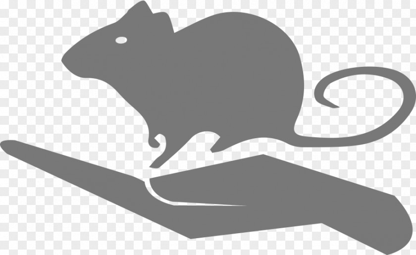 Rat Whiskers Mouse Cat Scientist PNG