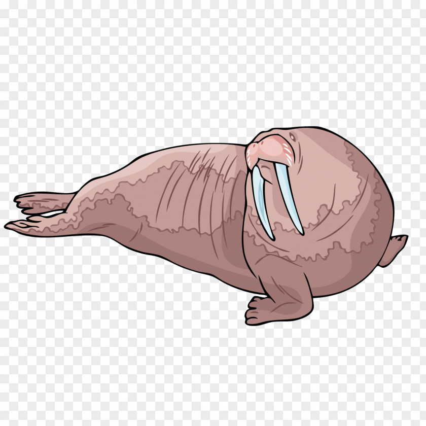 Cartoon Sea Lion Walrus Beaver Carnivora Illustration PNG