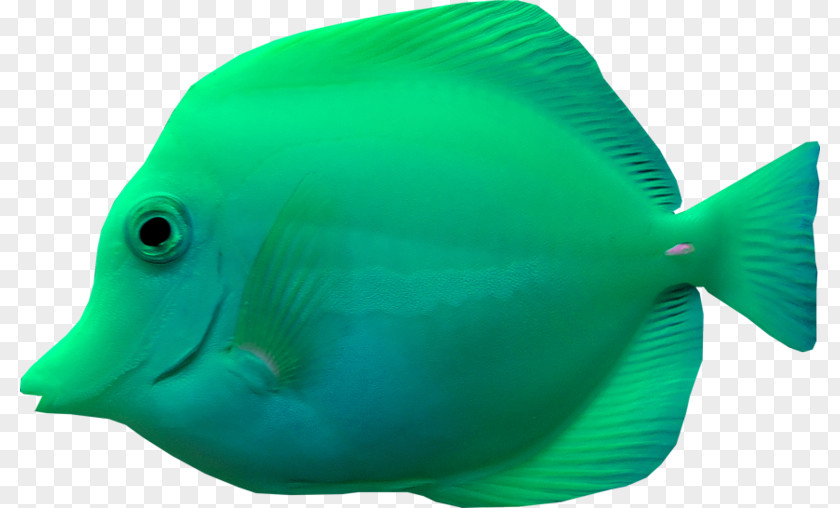 Fish Marine Biology Image Sea Creatures PNG