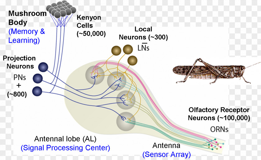 Packet Analyzer Bomb Pest Locust Explosive Material PNG