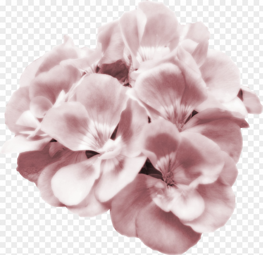 Pink Watercolor Flower Petal Clip Art PNG