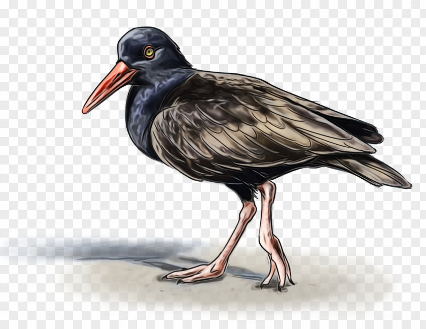 Rallidae Oystercatcher Cartoon Bird PNG