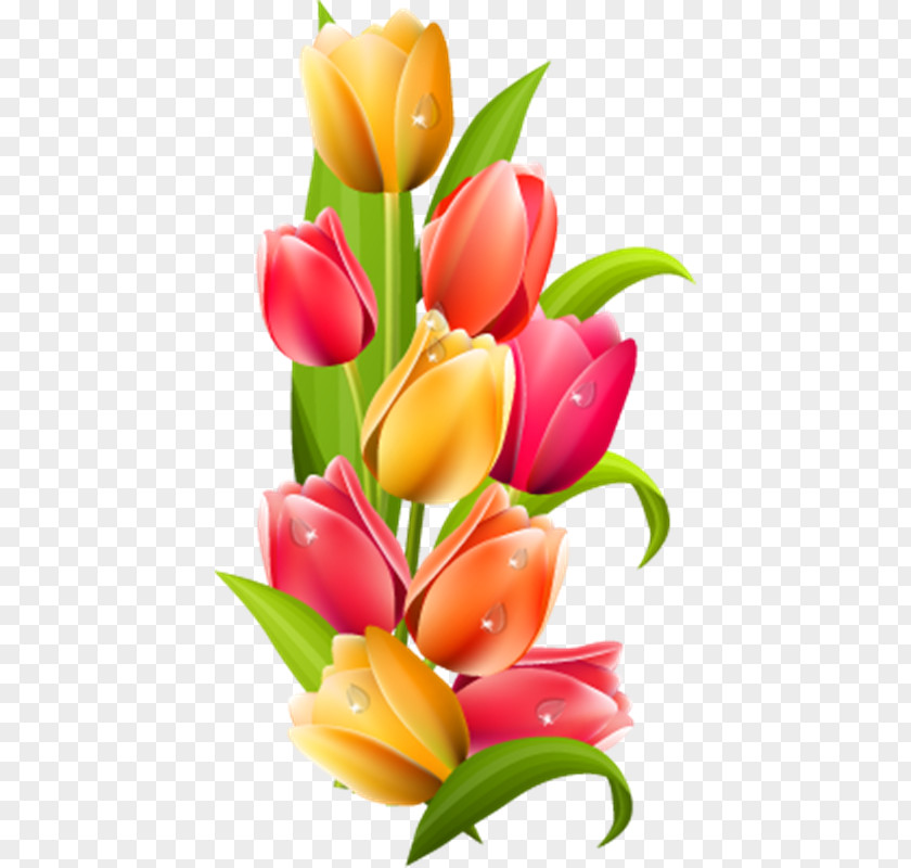 Tulip Flower Clip Art PNG