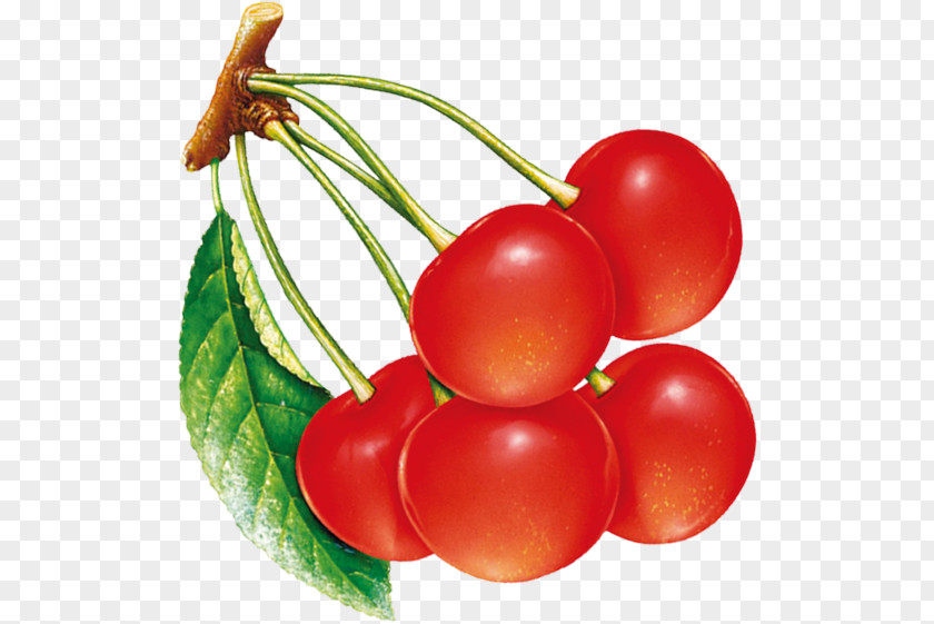 Cherry Plum Tomato Fruit PNG