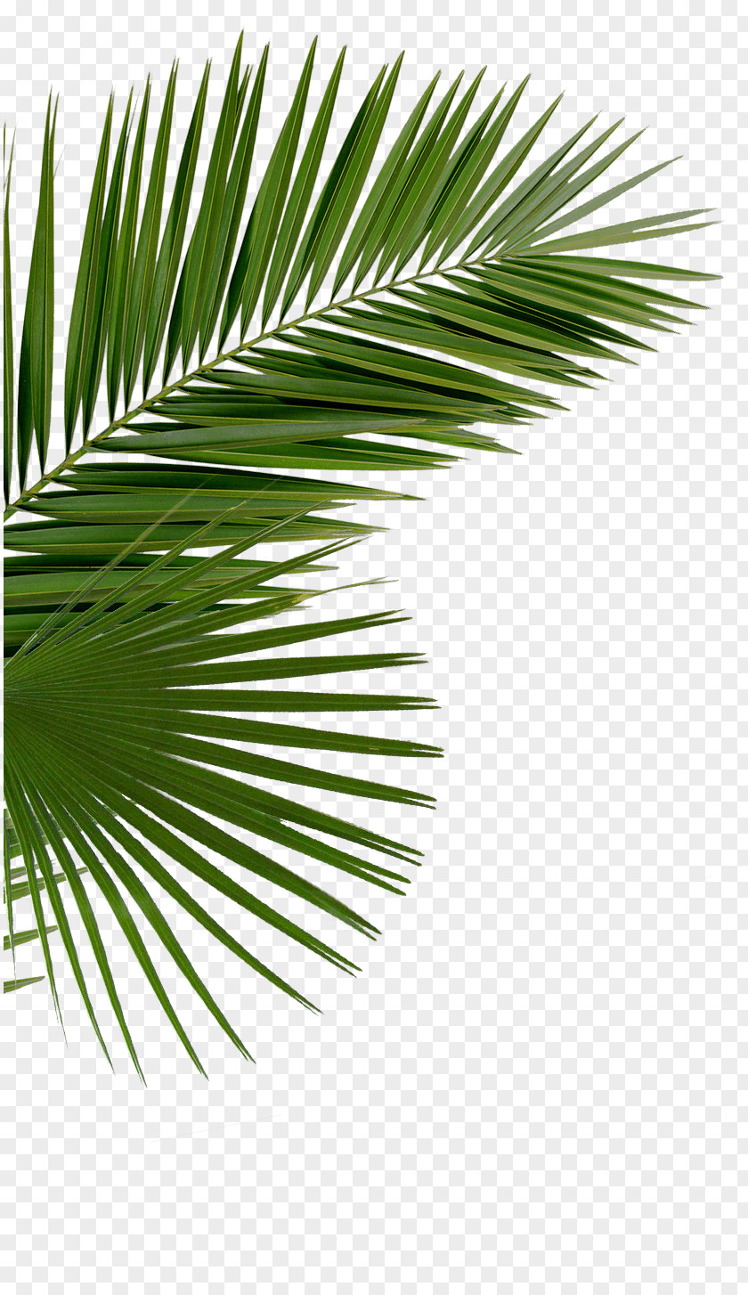 Date Palm Asian Palmyra Arecaceae Saw Palmetto Branch Palm-leaf Manuscript PNG
