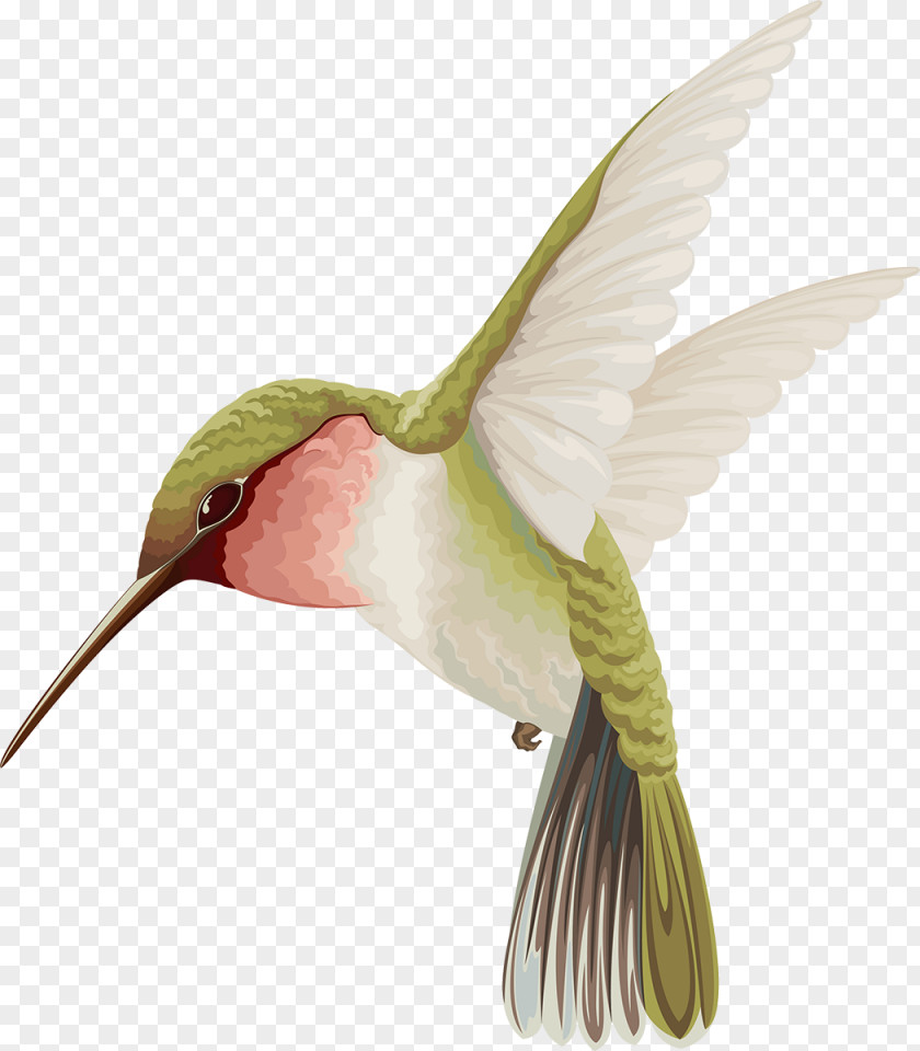 Flying Bird Hummingbird Watercolor Painting PNG