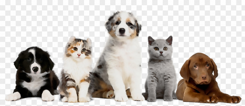 Kitten Puppy Dog Breed Cat PNG