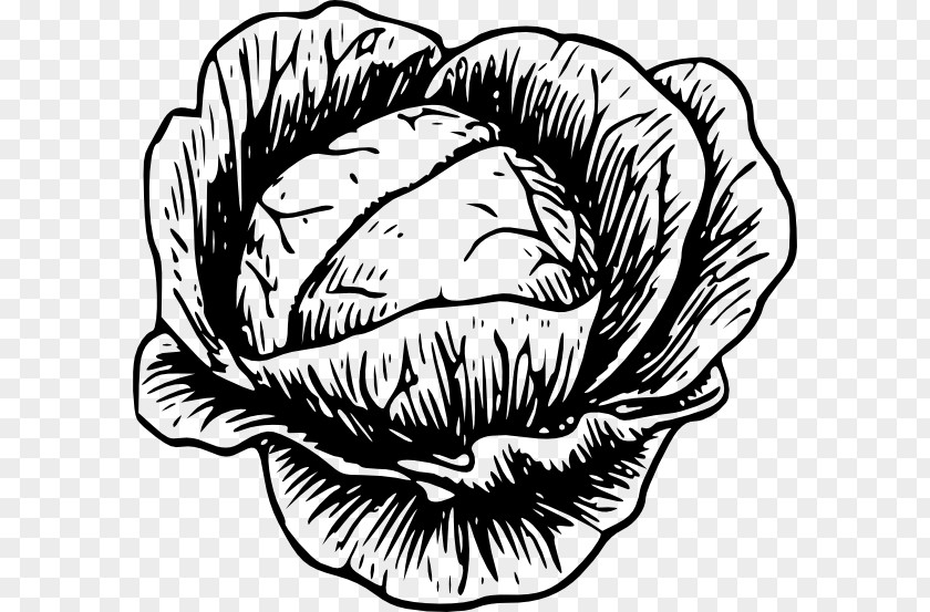 Cabbage Savoy Vegetable Clip Art PNG