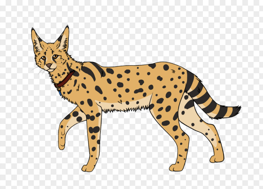 Cheetah Whiskers Savannah Cat Wildcat Bengal PNG